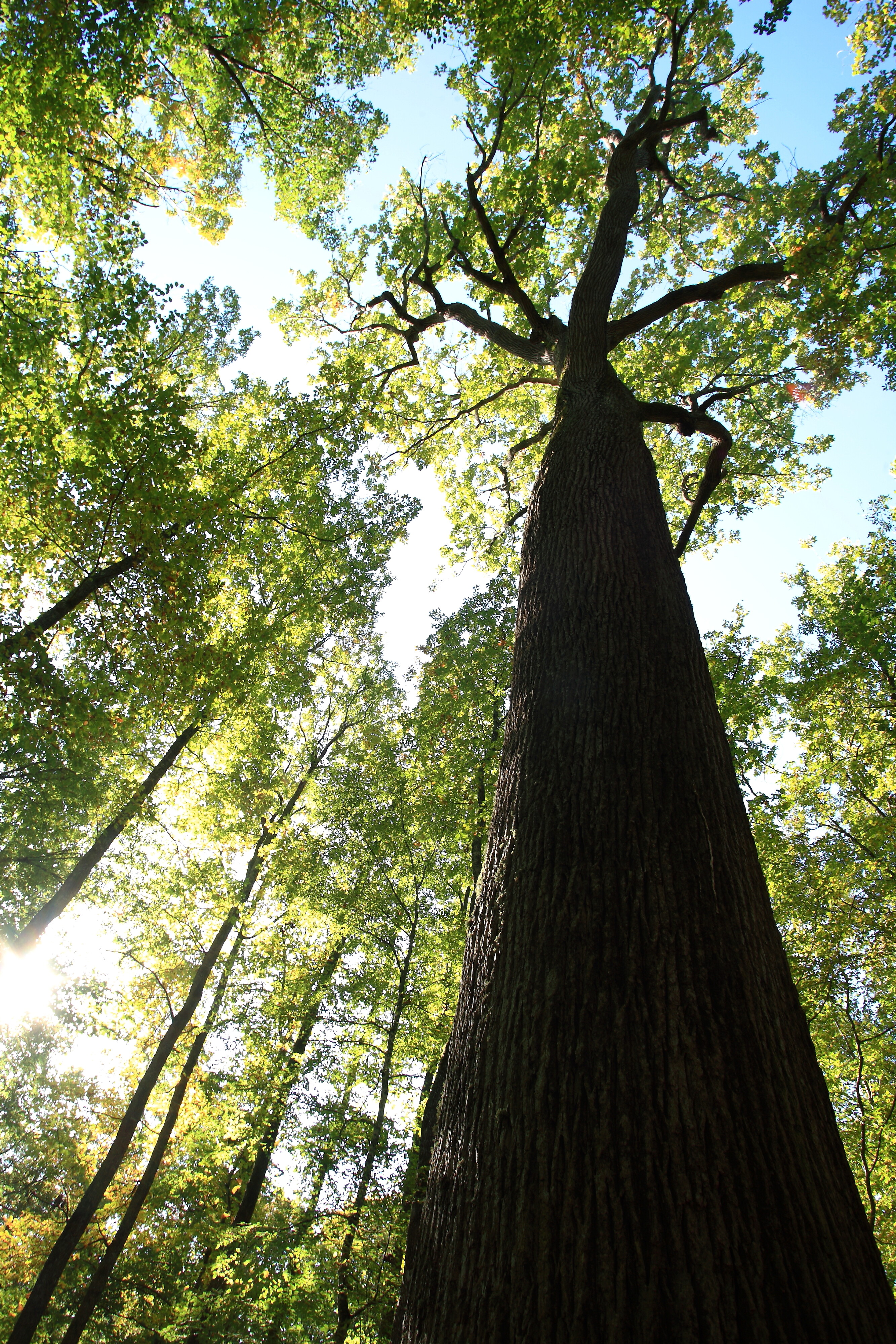 Une forêt qui s'adapte en Auvergne-Rhône-Alpes